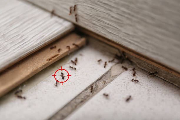 Best Affordable Pest Control Services  in Deridder, LA
