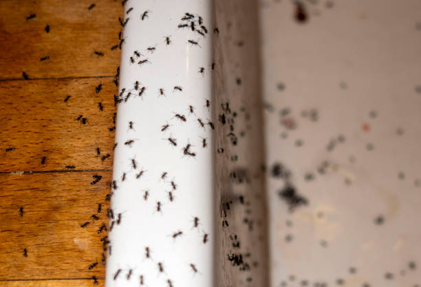 Best Ant Control Services  in Deridder, LA