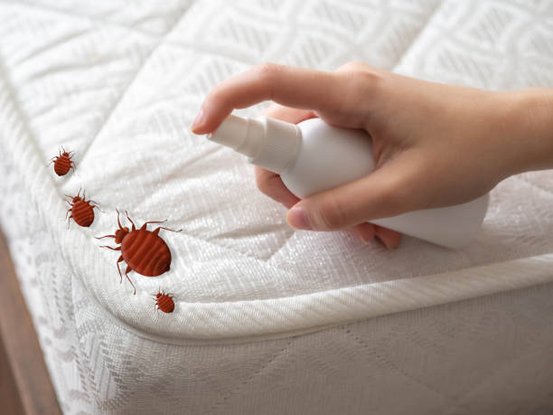 Professional Pest Control in Deridder, LA