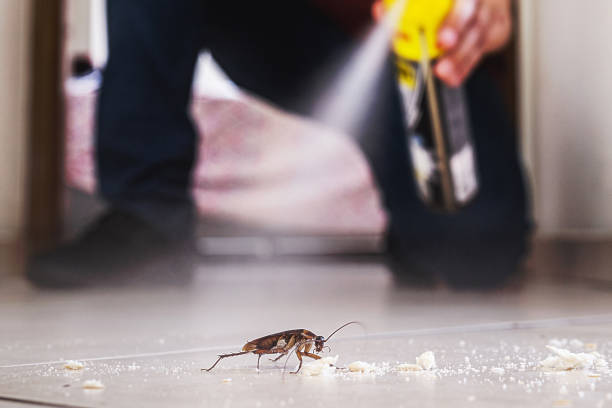 Best Spider Control Near Me  in Deridder, LA