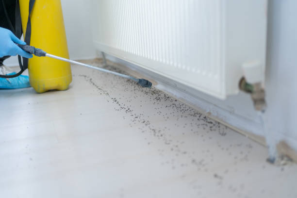 Best Flea Control Services  in Deridder, LA